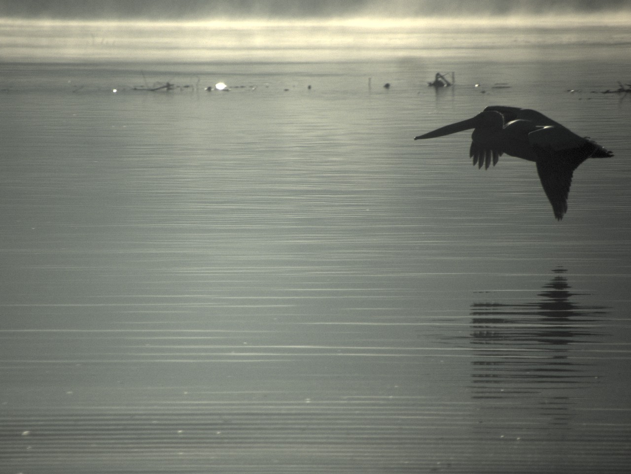 Pelícano Blanco Americano - Pelecanus erythrorhynchos