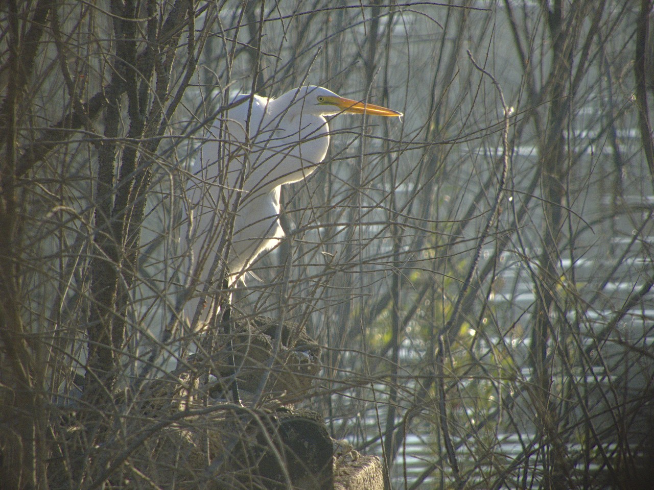 Garza Blanca - Ardea alba