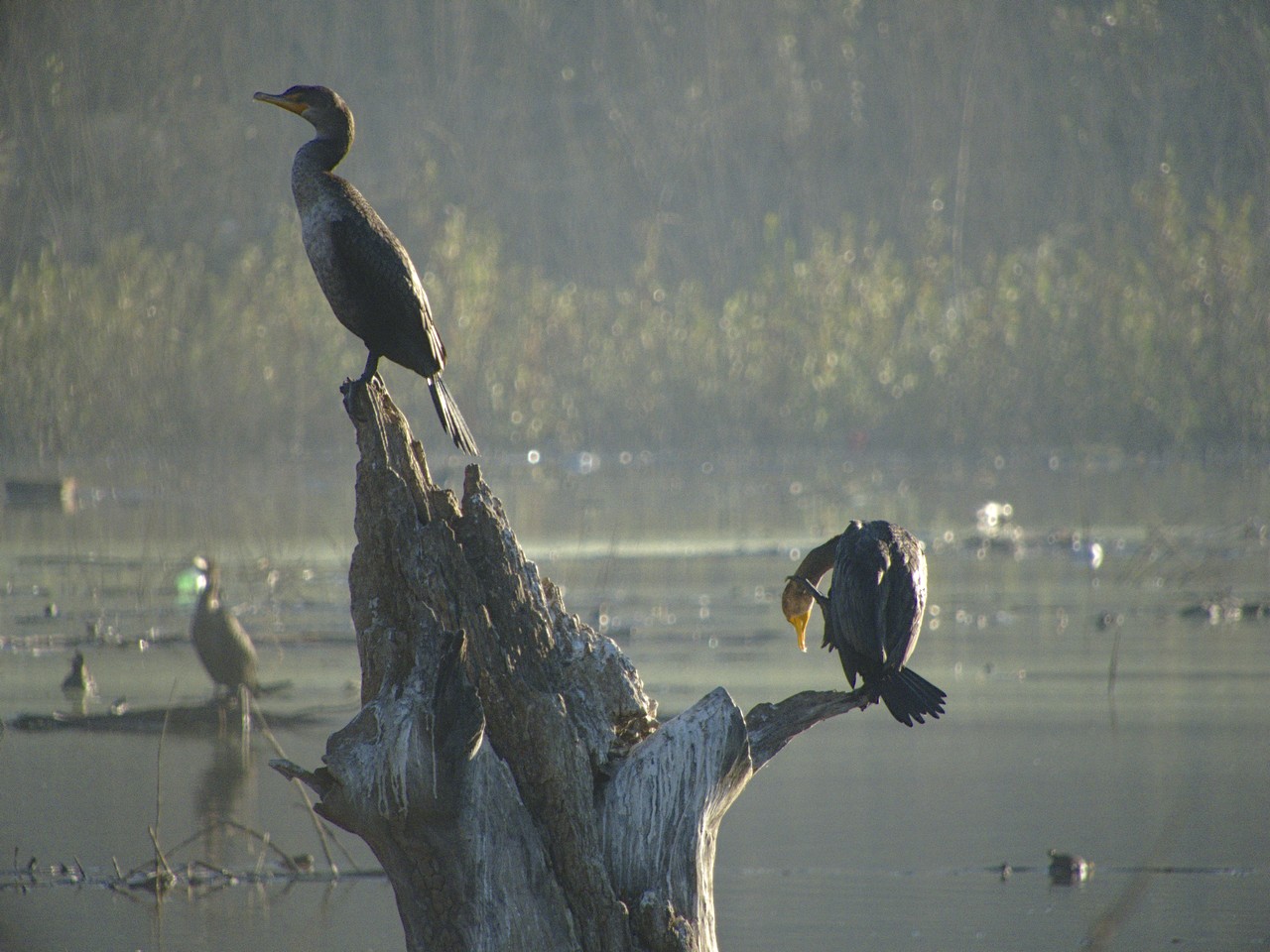 Cormorán Orejón - Phalacrocorax auritus