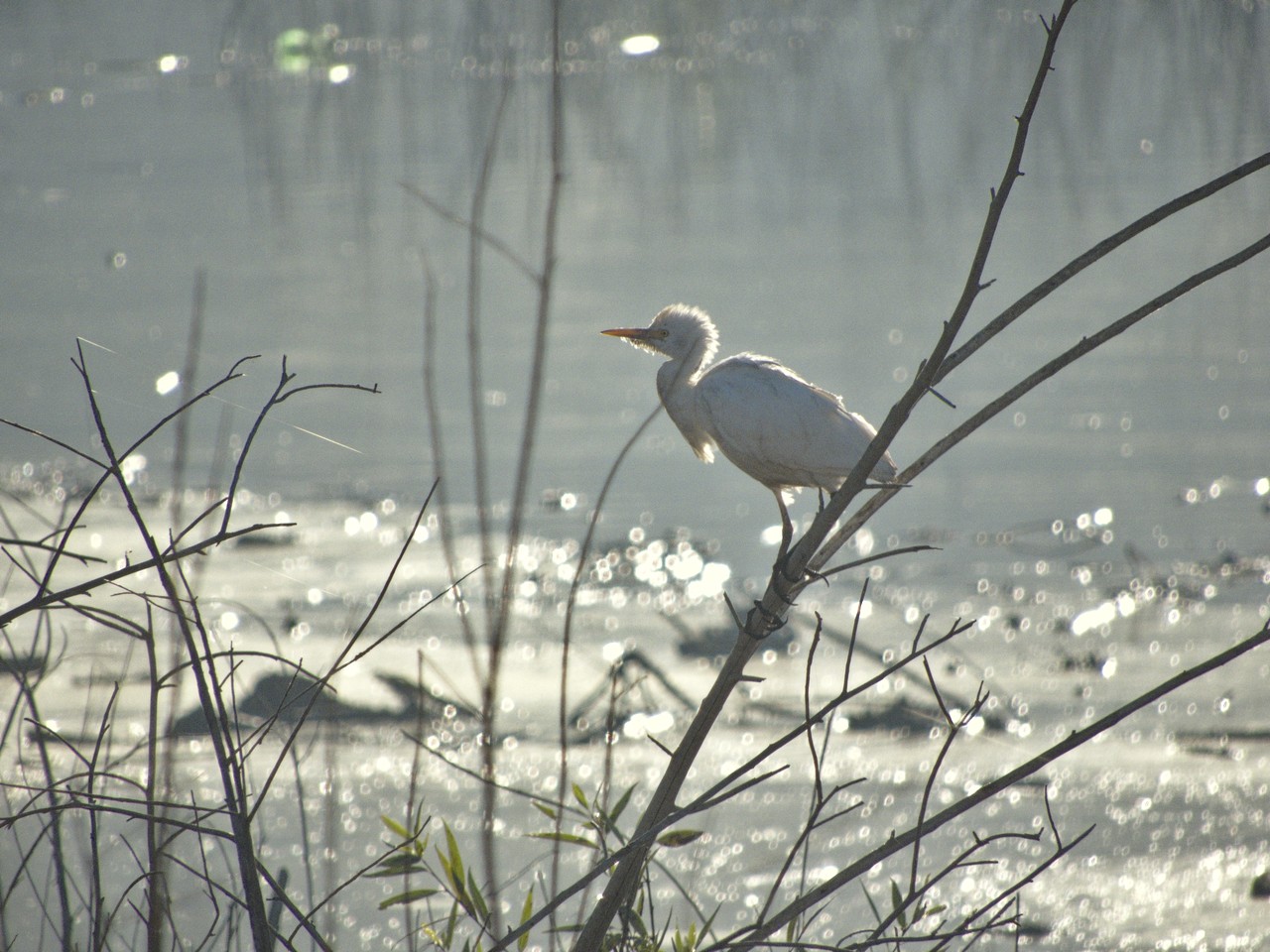 Garza Ganadera - Bubulcus ibis