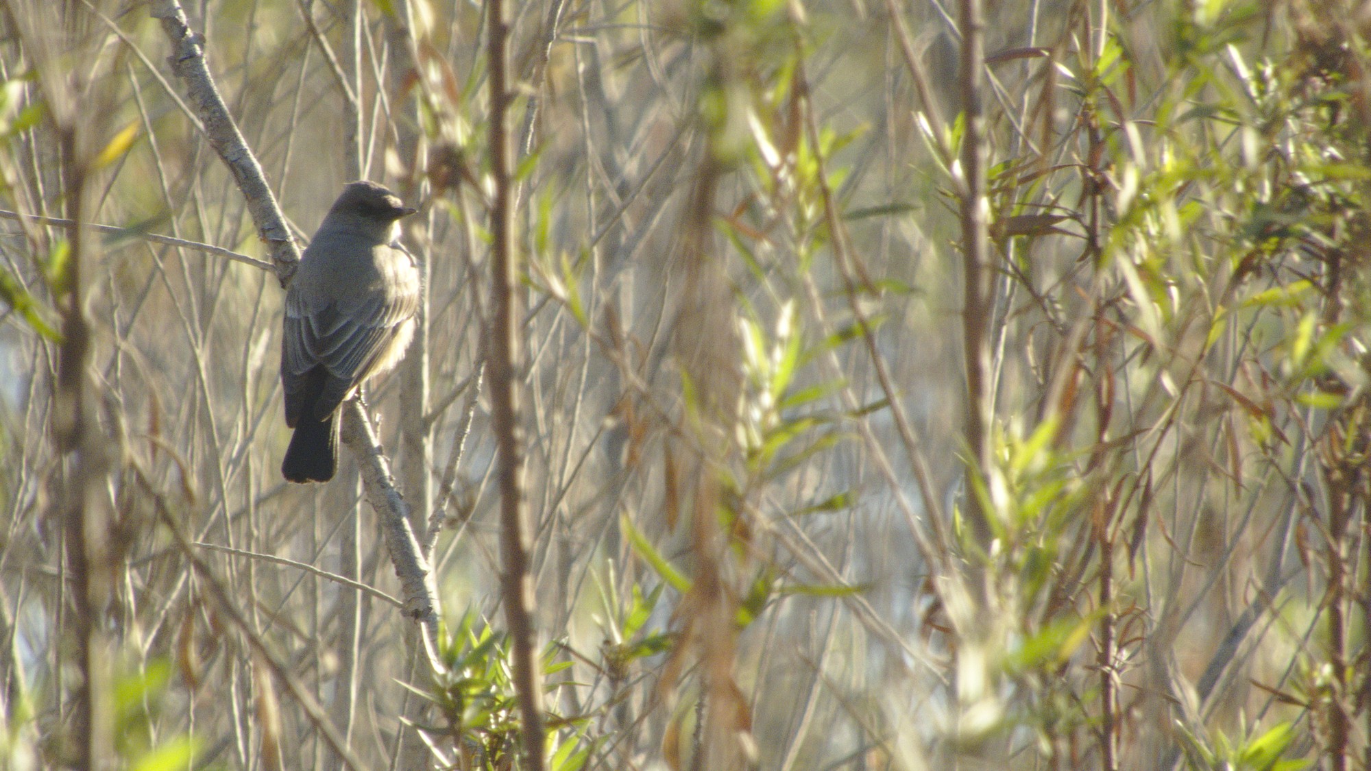 Papamoscas Llanero - Sayornis saya