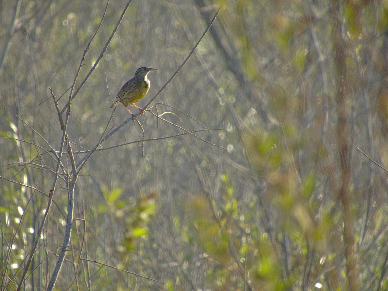 Pradero del Oeste - Sturnella neglecta