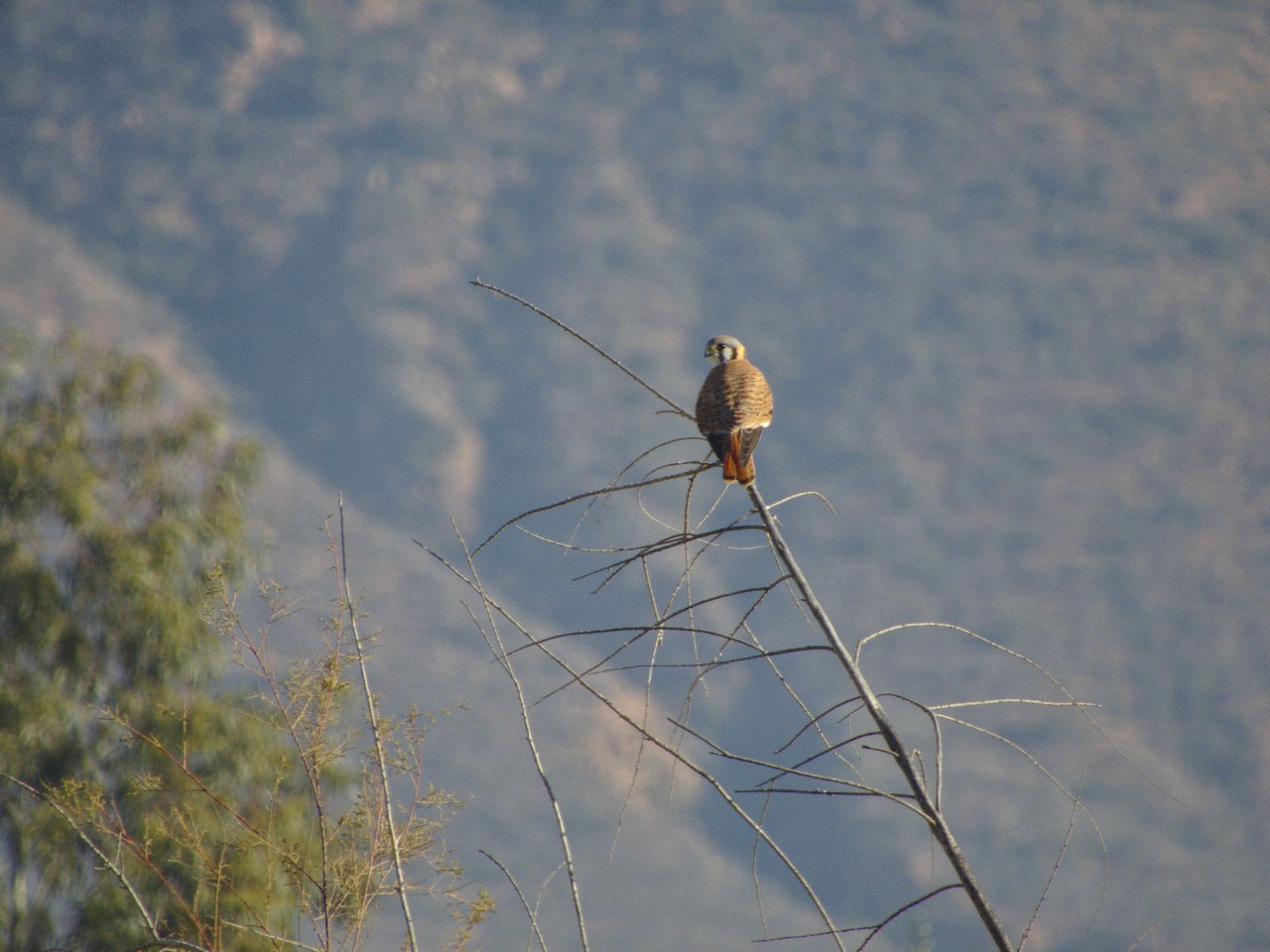 Cernícalo Americano - Falco sparverius