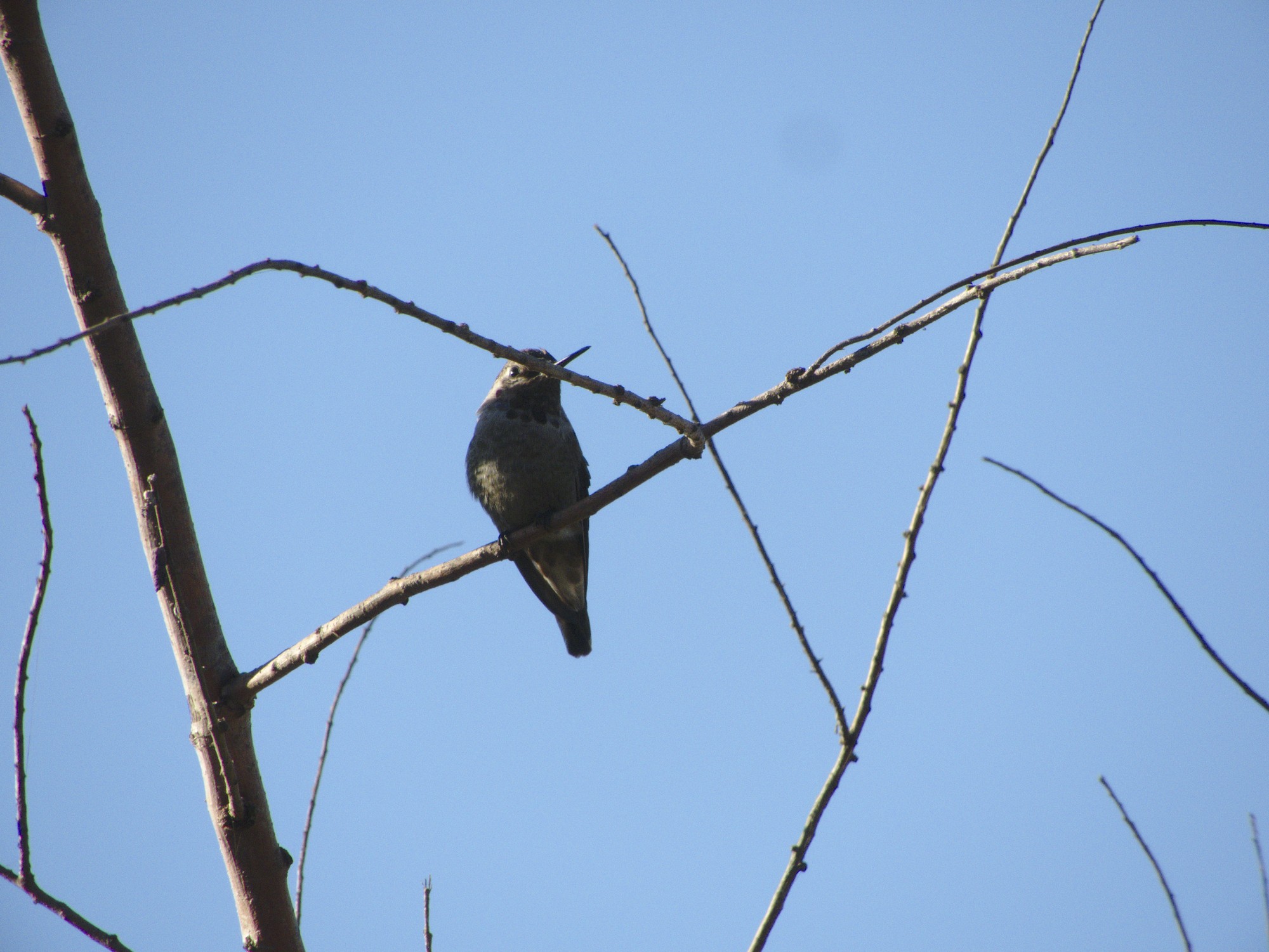 Colibrí Cabeza Roja - Calypte anna