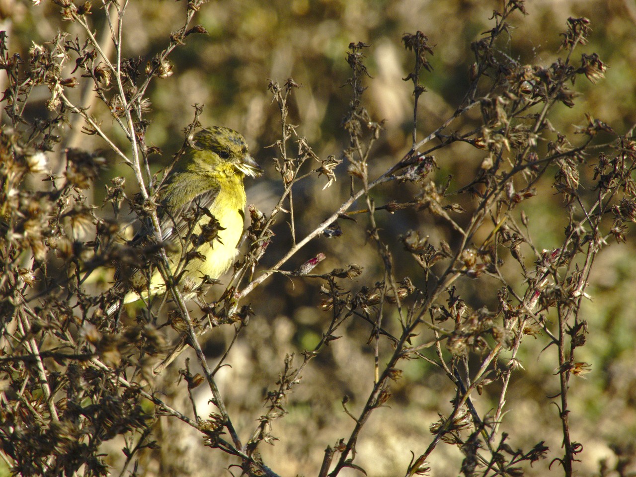 Jilguerito Dominico - Spinus psaltria