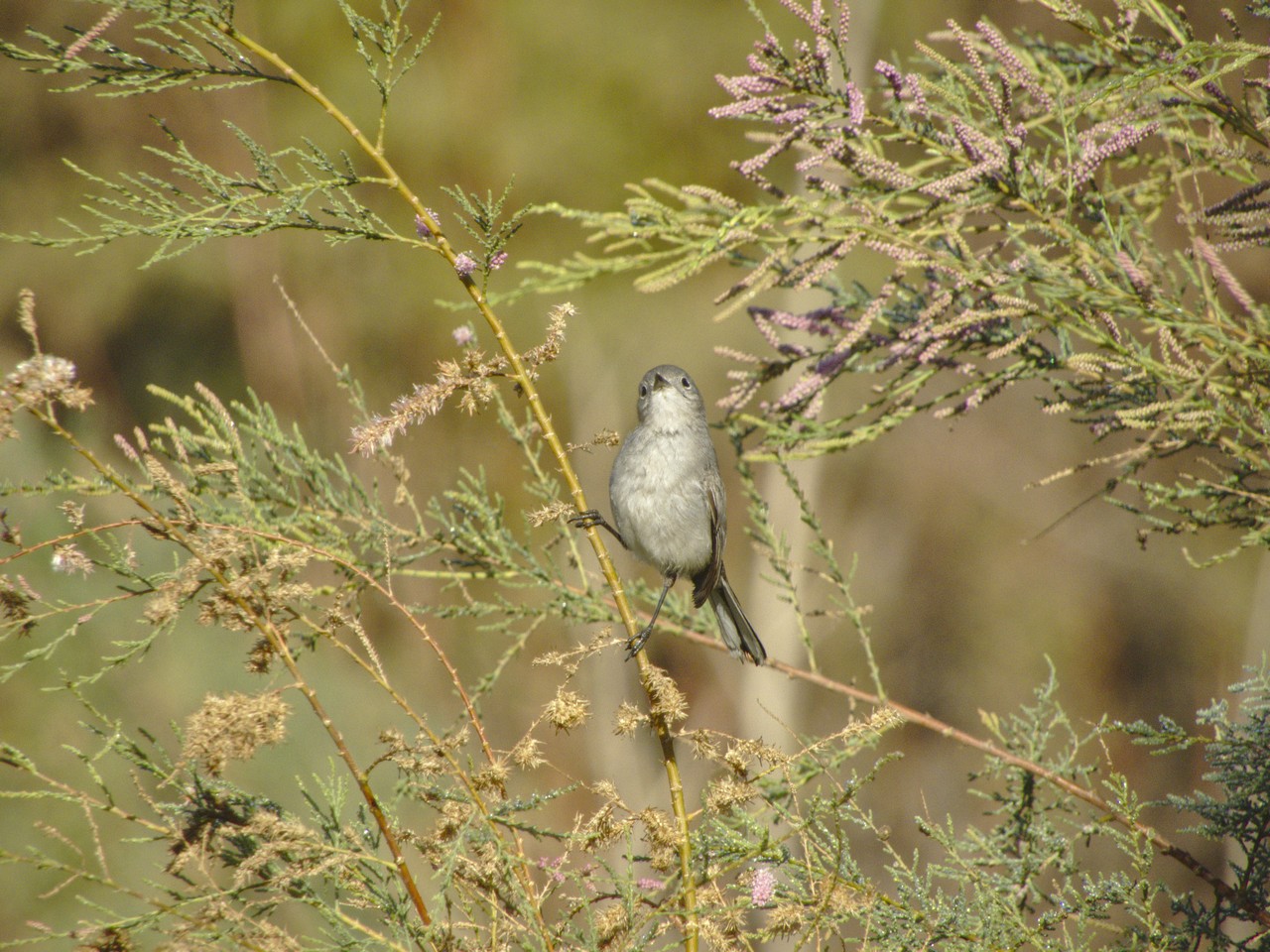 Perlita Azulgris - Polioptila caerulea