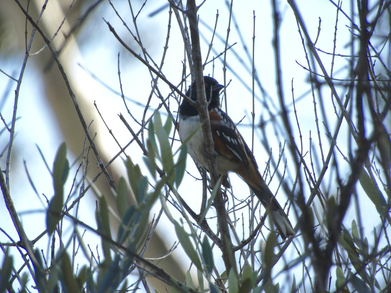 Rascador Moteado - Pipilo maculatus