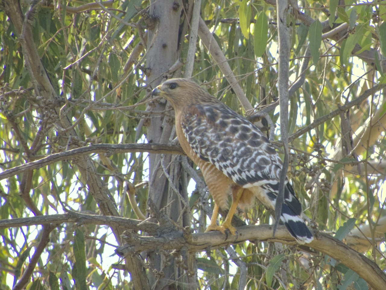 Aguililla Pecho Rojo - Buteo lineatus