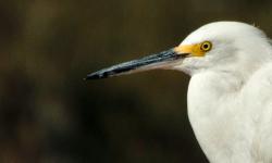 Featured image of post Conteo de Aves Navideño 2018