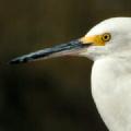 Conteo de Aves Navideño 2018